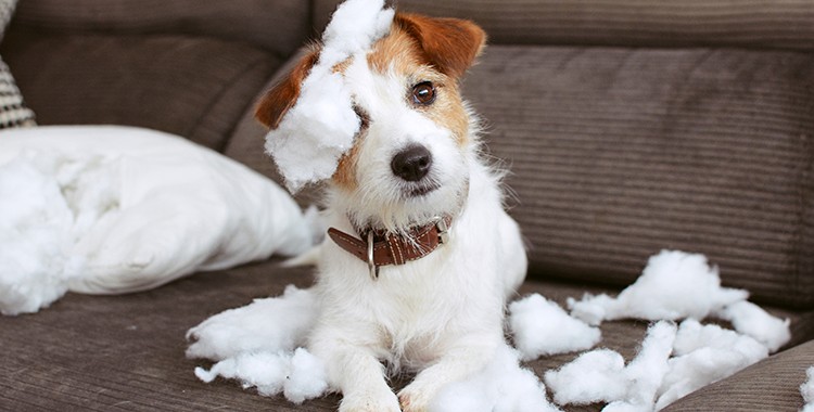 Uma fotografia de um cachorro brincando com almofadas. 