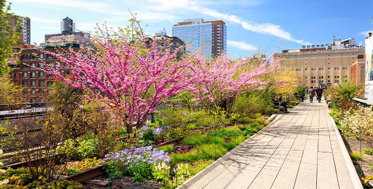 Uma fotografia mostrando árvores floridas destacando a Primavera no parque High Line em Nova York