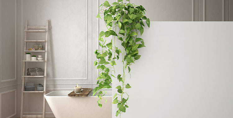 Uma fotografia mostrando parede branca em primeiro plano com planta em vaso, uma banheira e uma estante parecendo uma escada, banheiro brilhante clássico e uma planta jiboia pendurada