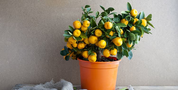  Saiba como cultivar plantas frutíferas em vasos no apartamento