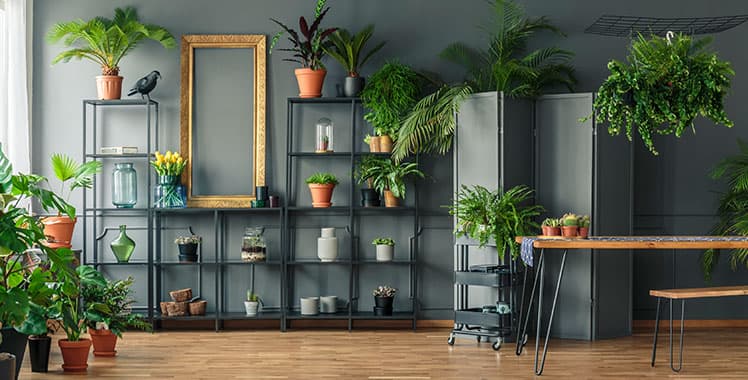 10 Plantas que não precisam de luz e são ideais para apartamento