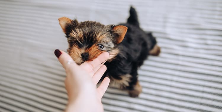 Pet Lover? Conheça os pets mais indicados para apartamento
