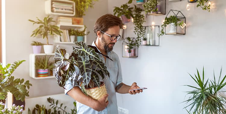 10 Plantas que purificam o ar de ambientes internos