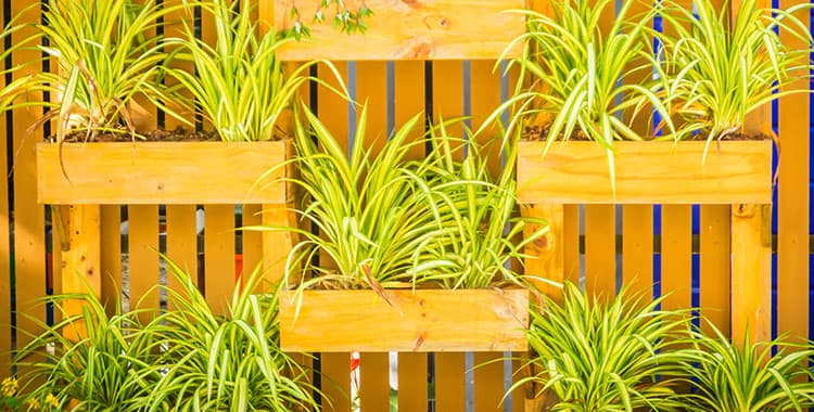 Aprenda a criar um jardim vertical no seu apartamento