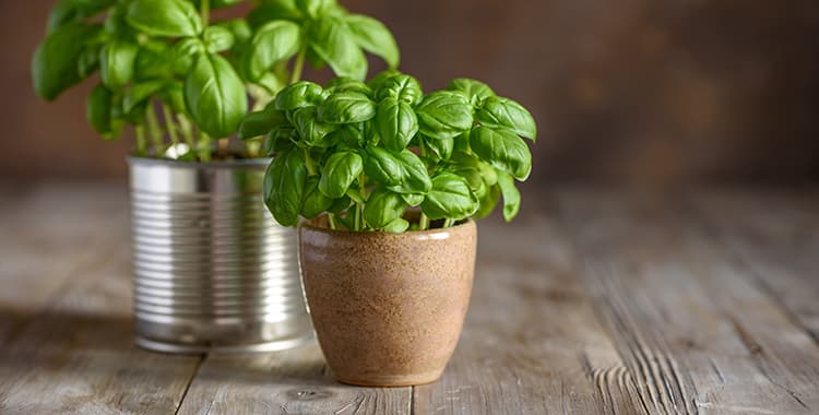Dicas para criar uma horta de temperos no seu apartamento