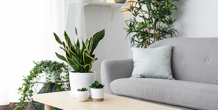 Saiba como usar o paisagismo no seu apartamento
