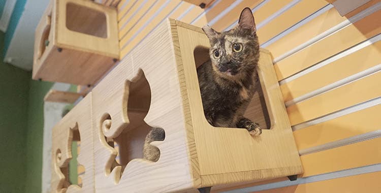 Conheça os móveis para pets e saiba como utilizá-los na decoração