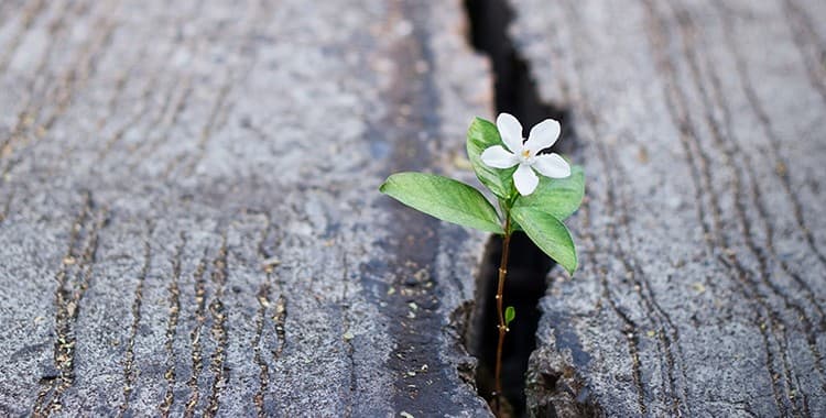 Antifragilidade: uma habilidade que vai além da resiliência
