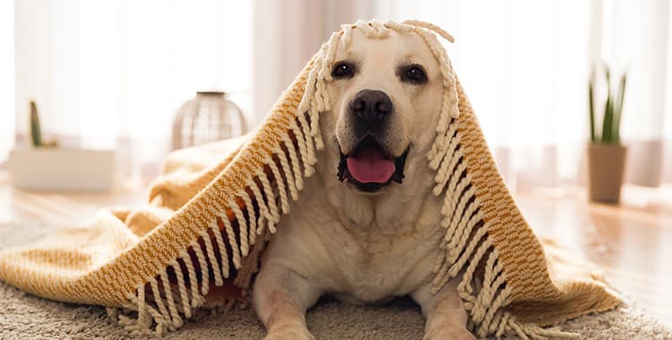 8 dicas para criar um espaço para cachorro em apartamentos